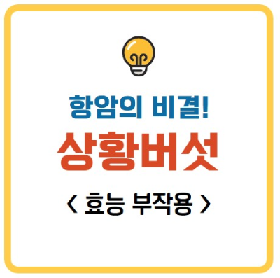 상황버섯 효능 부작용
