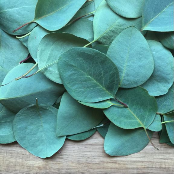 유칼립투스 이미지