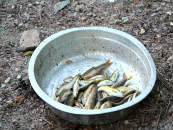 나는 자연인이다 12살 아들과 함께, 석이버섯 채취, 통발 민물고기 수제비 매운탕, 황기뿌리 영양밥, 산초기름 볶음밥, 해답은 산에 있다 자연인 김기태 소개 및 윤택 출연 559회 다시보기