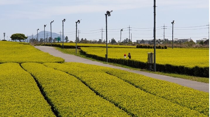 오설록티-뮤지엄