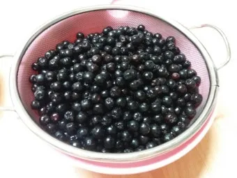 아로니아 효소만드는법과 효능효과 부작용 꽃 엑기스 활용법_9