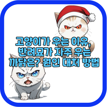 고양이가 우는 이유, 반려묘가 자주 우는 까닭은? 원인 대처 방법