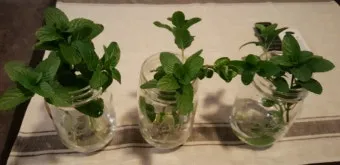 민트 재배 수경 재배 물 갈이 뿌리 번식_2