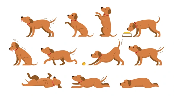 강아지 BODY LANGUAGE 이미지