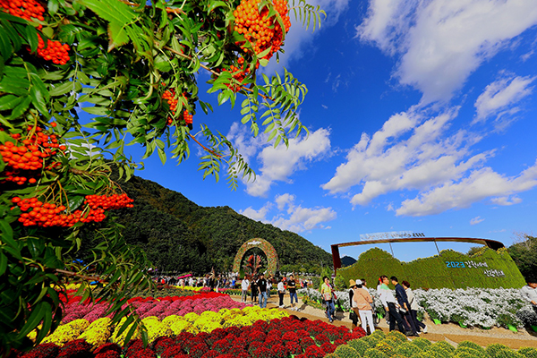 인제가을꽃축제
