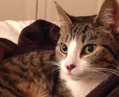 고양이가 싫어하는 냄새