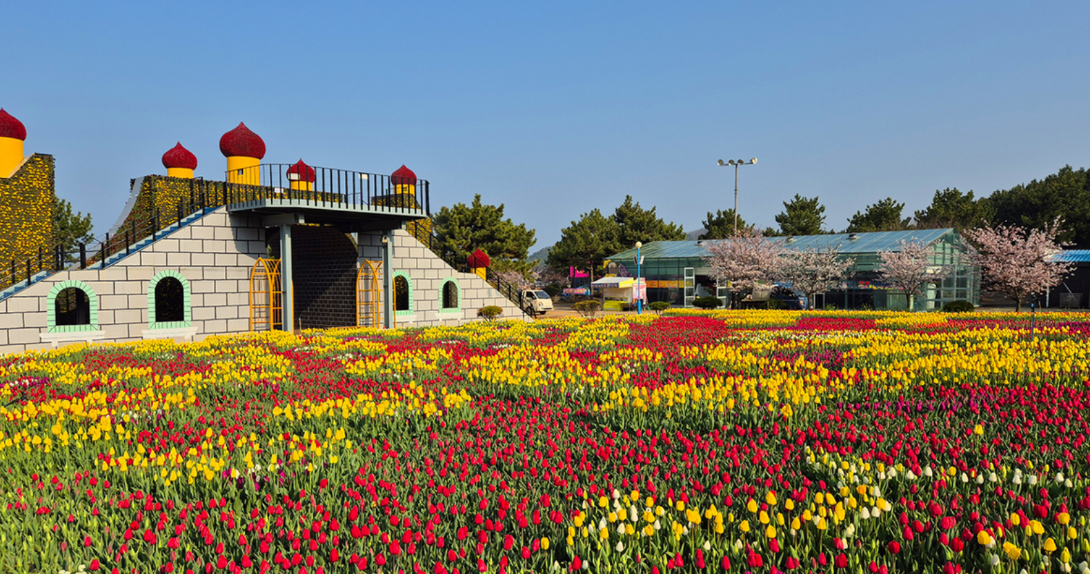 튤립축제 입장료