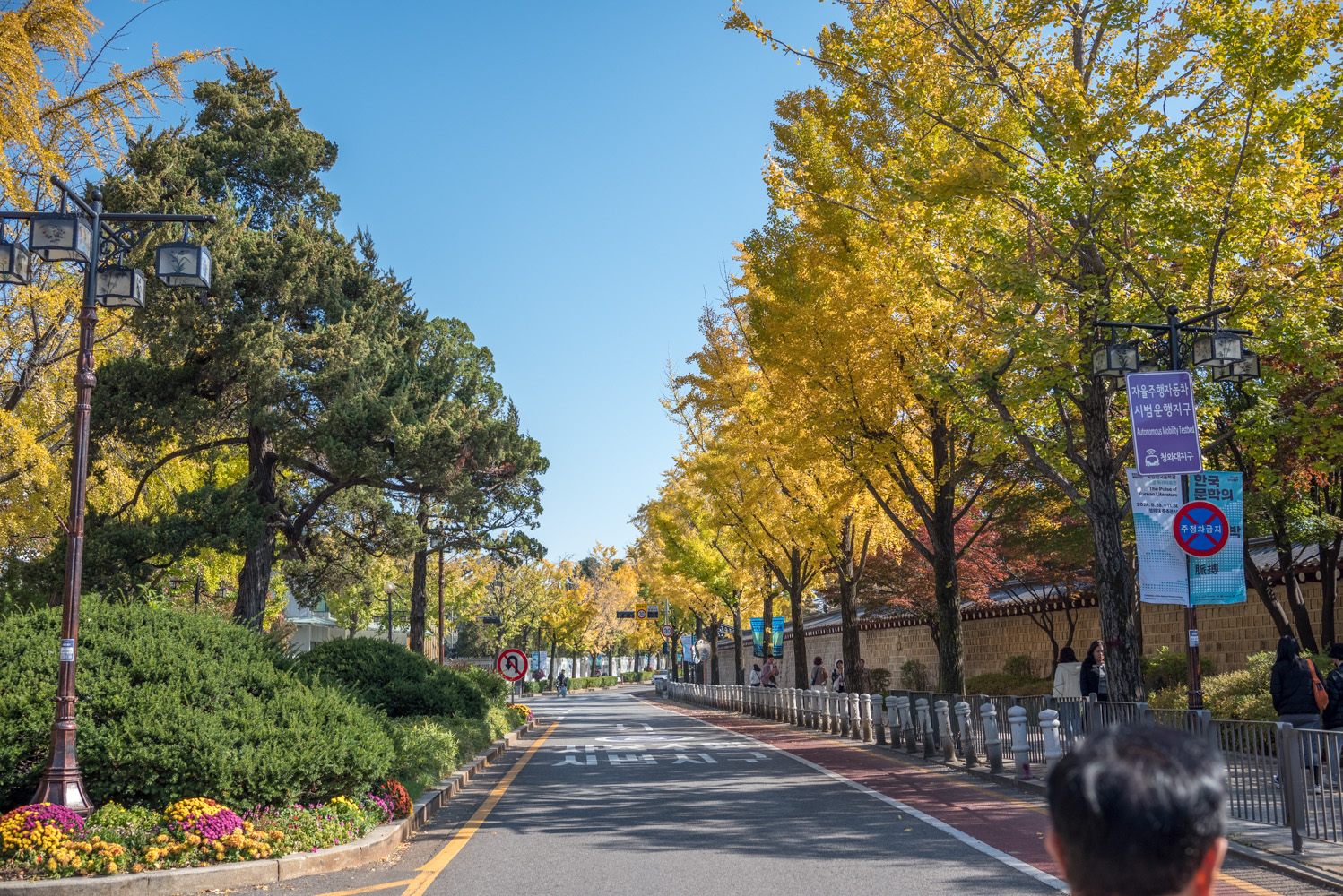 은행 단풍 맛집 경복궁 돌담길