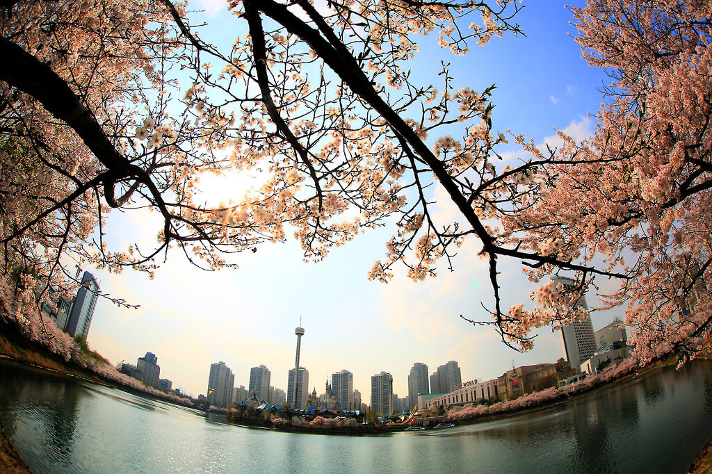 호수벚꽃축제 2배로 즐기자