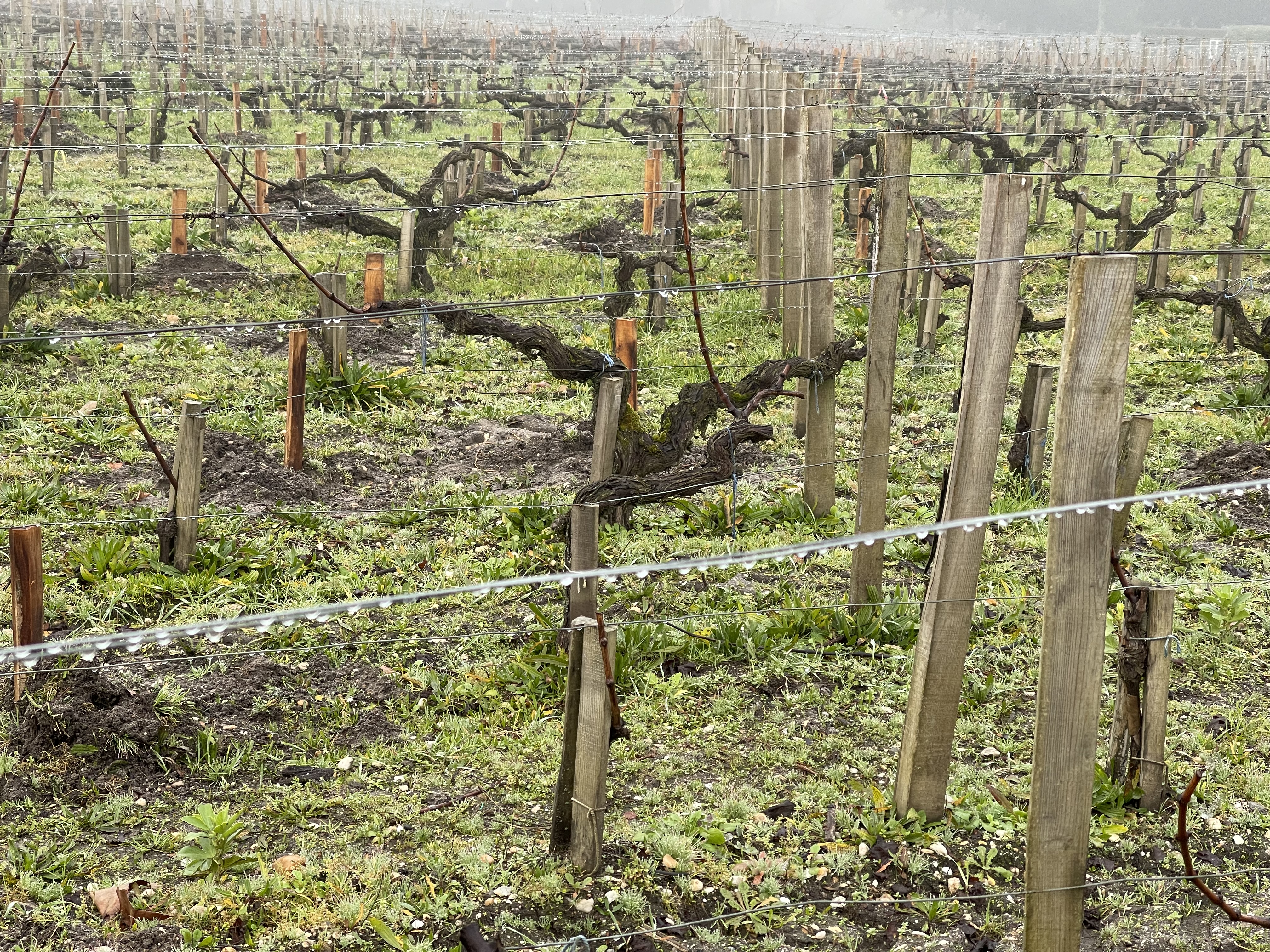 Ch&acirc;teau Pichon Baron 포도밭