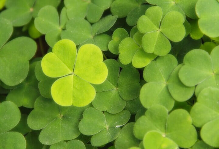 trefoil