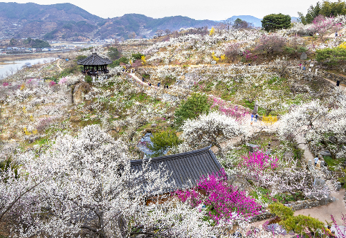 광양 매화축제 모습