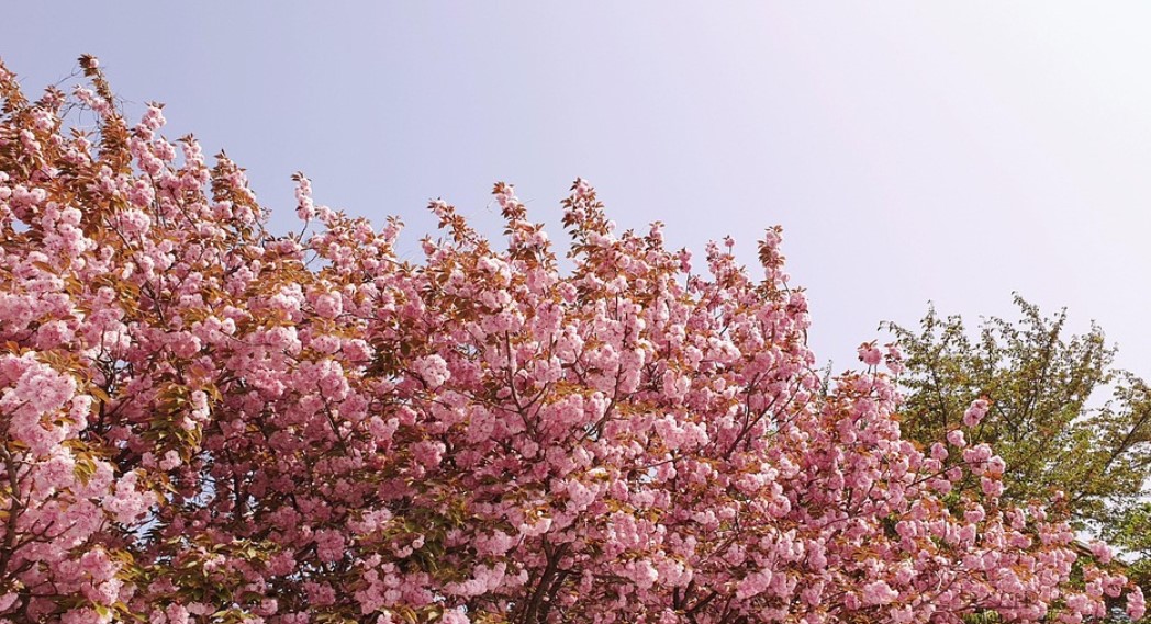 2025년 봄, 산책도 운동처럼! 왕벗꽃길 추천