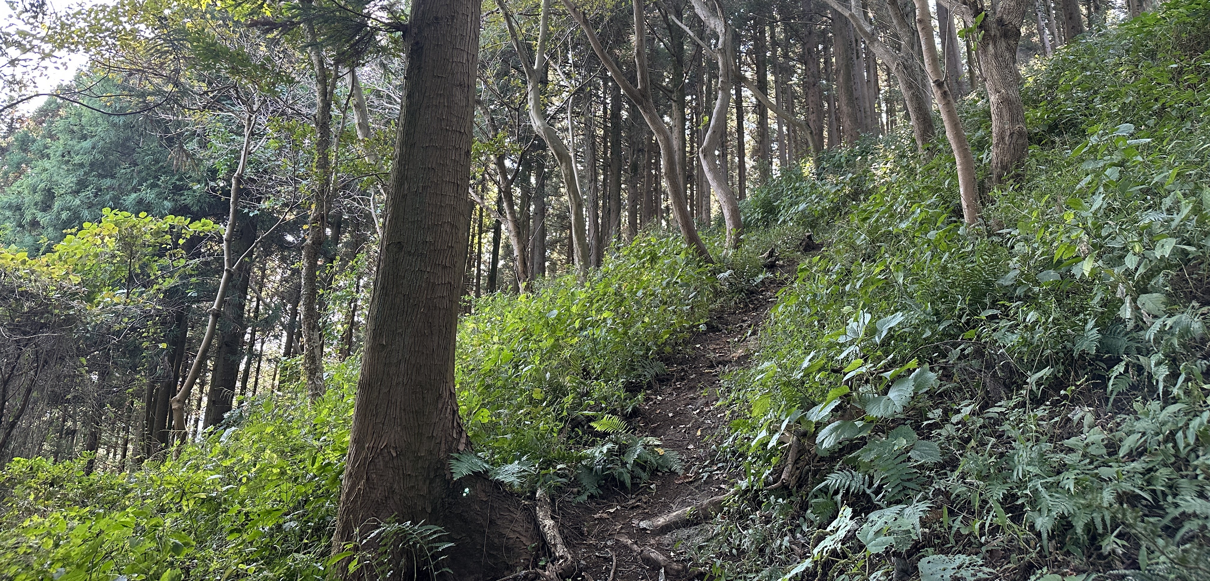 밧세미 오름 탐방로