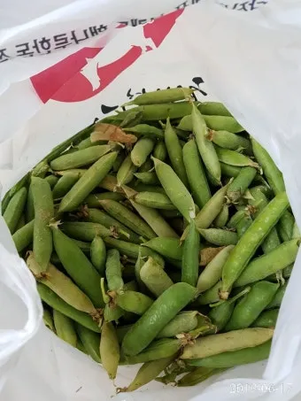 콩 재배 파종 깊이 잡초 억제 멀칭 가뭄 대비_16