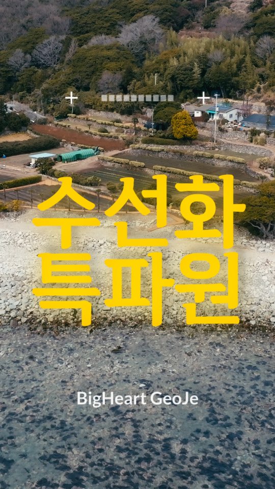 거제 공곶이 수선화 개화시기&amp;만개시기