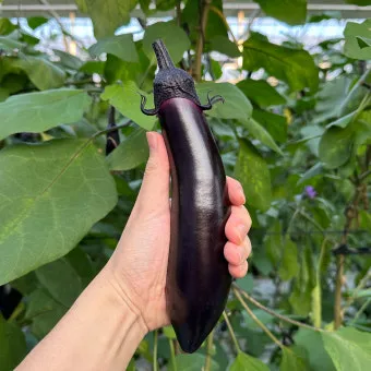 가지 재배 순 지르기 착과 관리 고온 대책_4