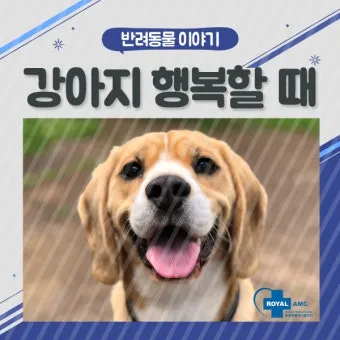 행복한 반려견 맞이하기 나에게 맞는 강아지 선택 가이드_29