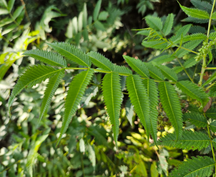 쉬땅나무 수형1