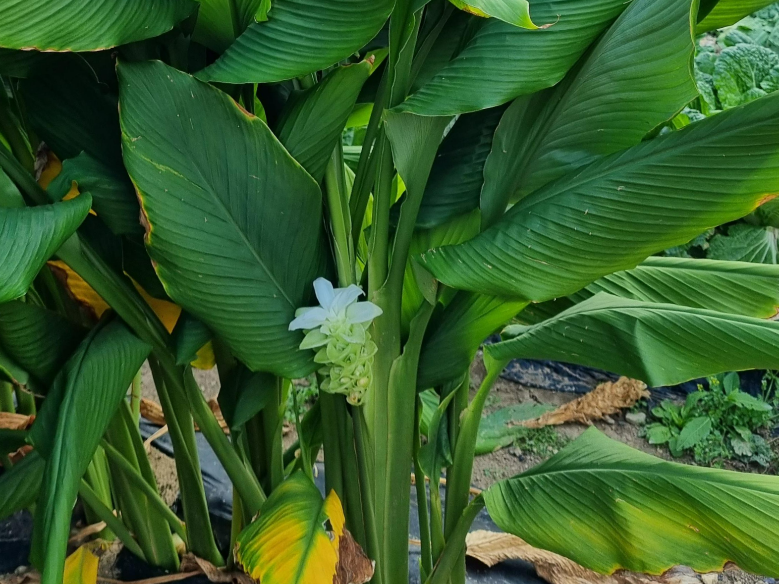 강황 꽃과 전초