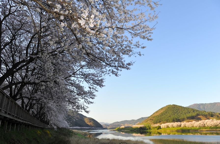 숨셔진 벗꽃 명소 사진