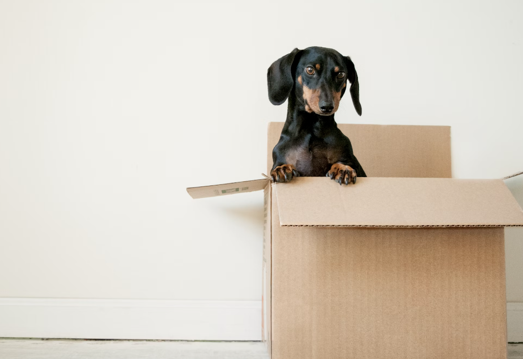 이사할 짐과 폐기할 짐 미리 나누기