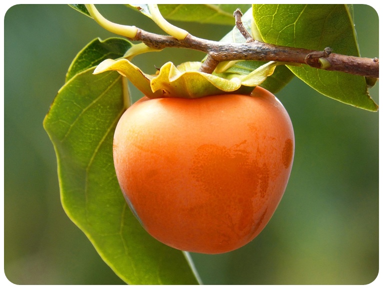 감 건강 효과, 주의사항