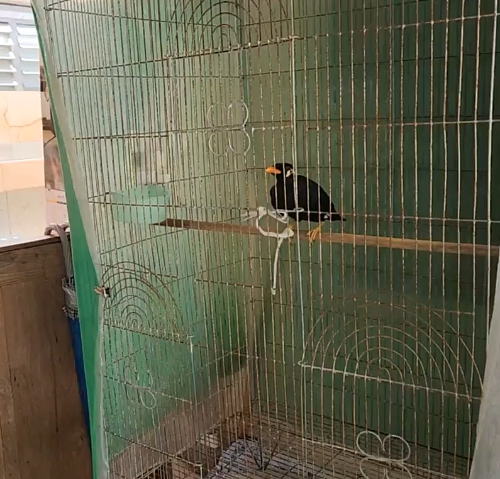 치앙마이 카페 투어 ① : 올드시티 카페 (Pegasus Café & Roastery_구관조