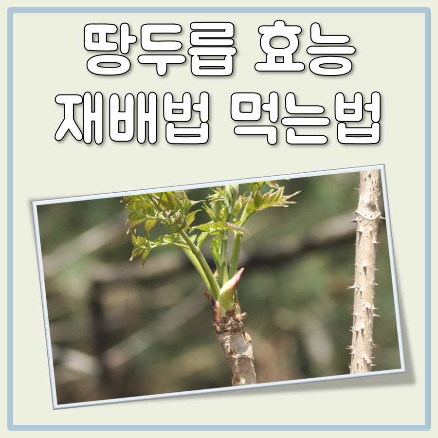 땅두릅 효능, 재배법, 먹는법 대표 이미지