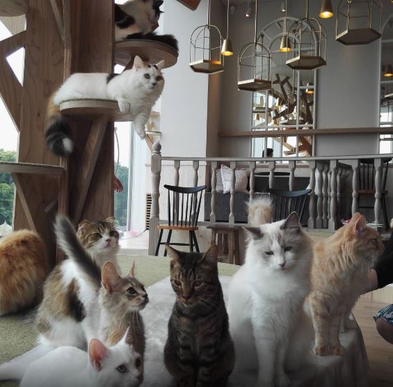 고양이 카페에 고양이들이 옹기종기 모여있는 모습