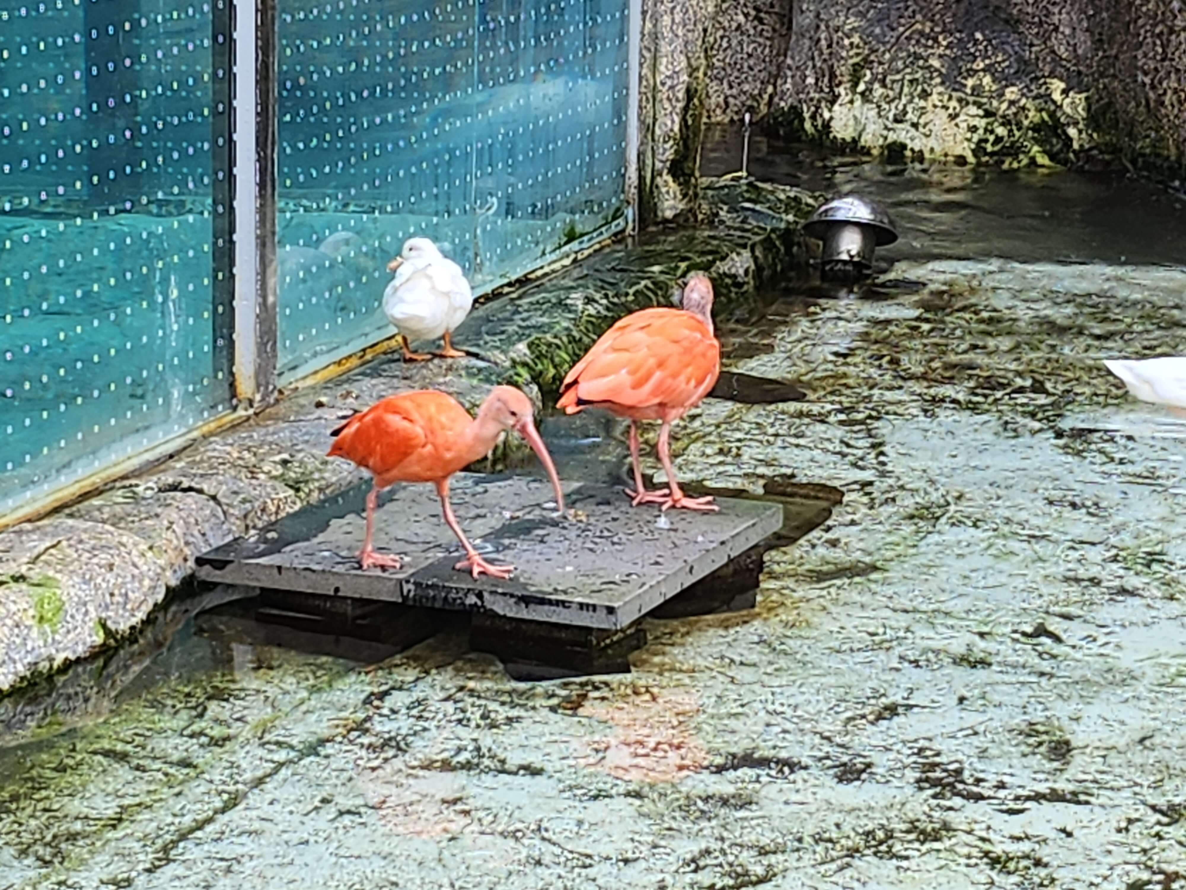 가평 베고니아 정원