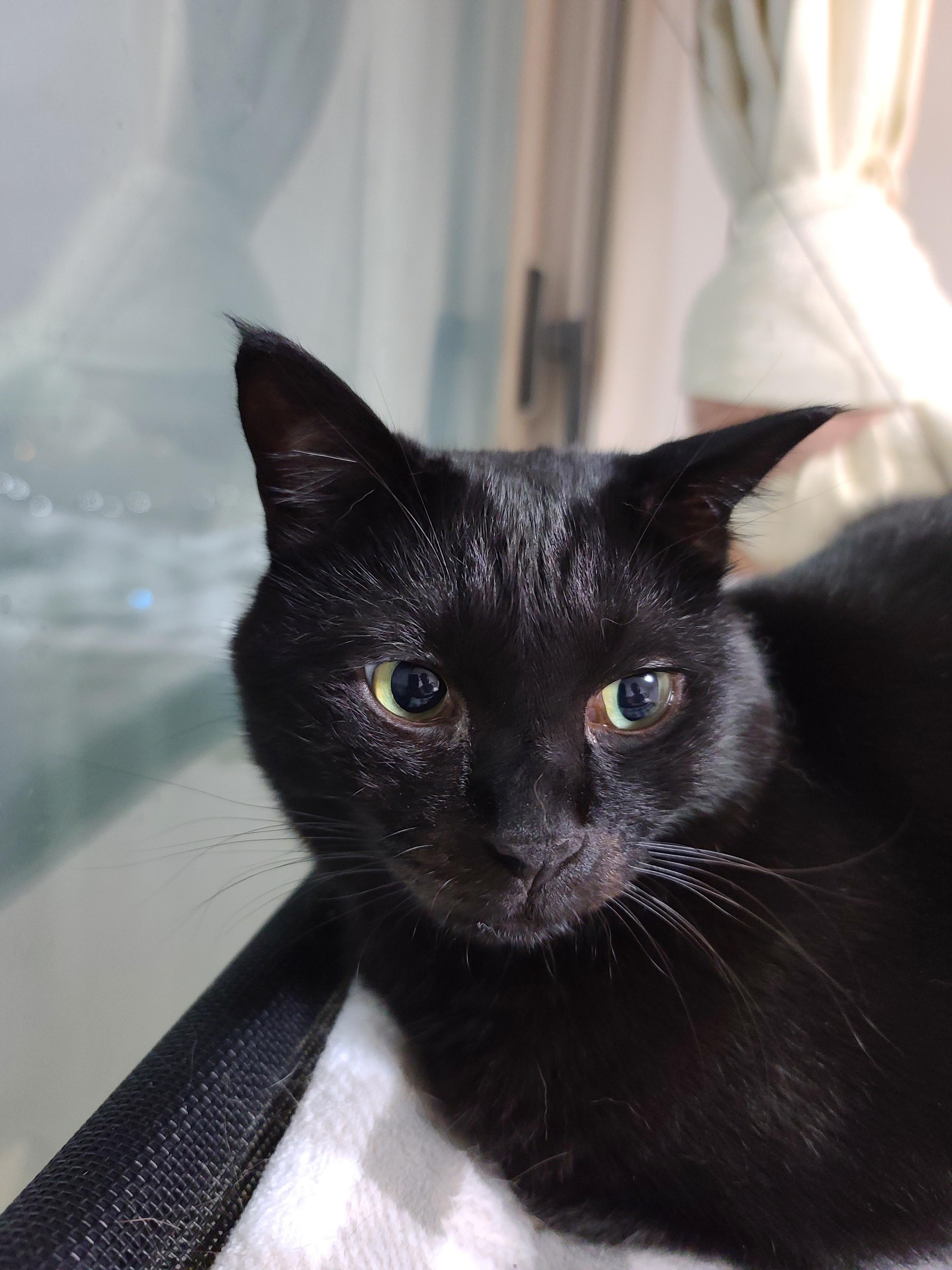 집사의 포커페이스의 중요성(feat. 창밖보는 멋쟁이 건이)