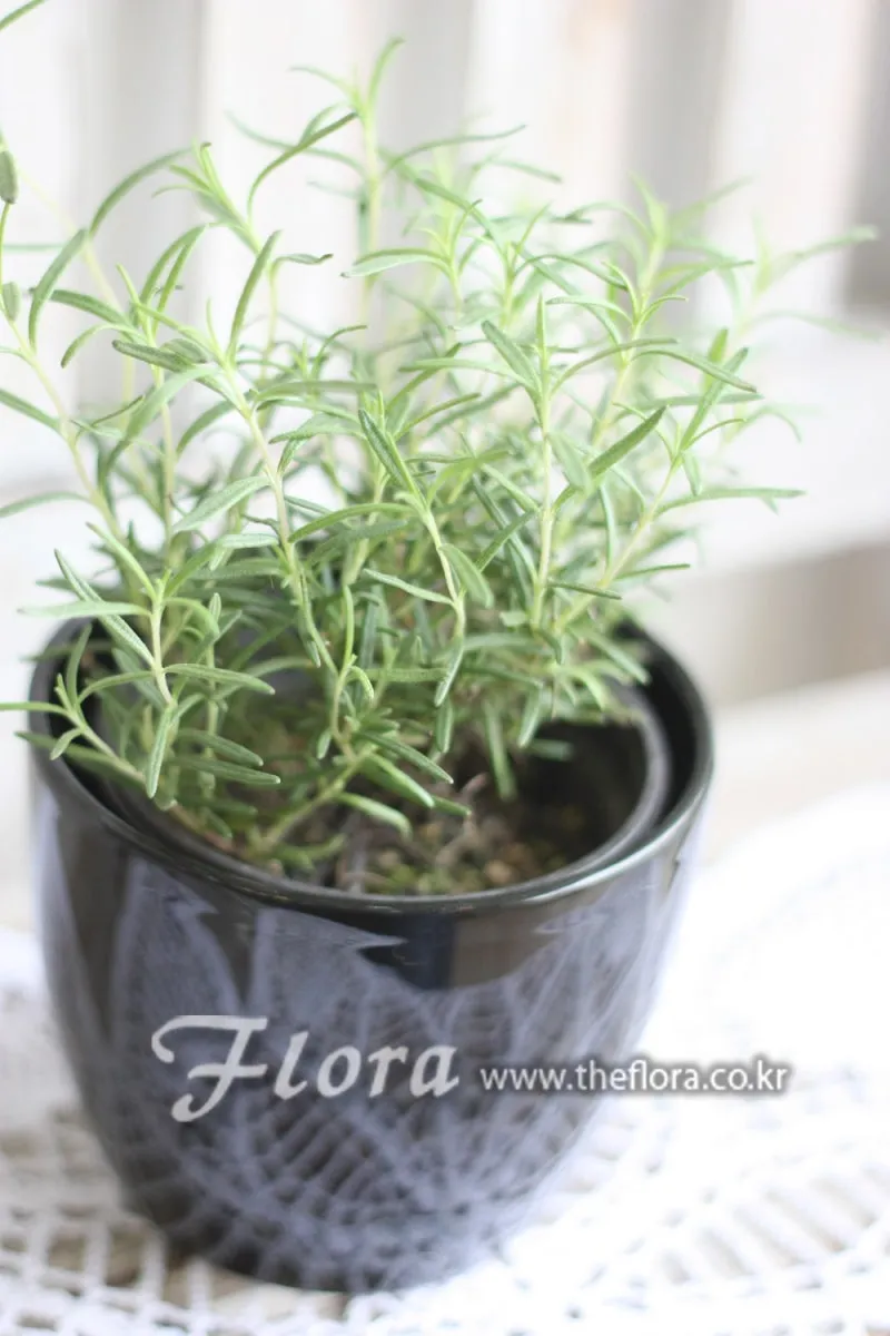 로즈마리 물주기 가지치기 환기관리 햇빛배치 주방 허브로 인기_7