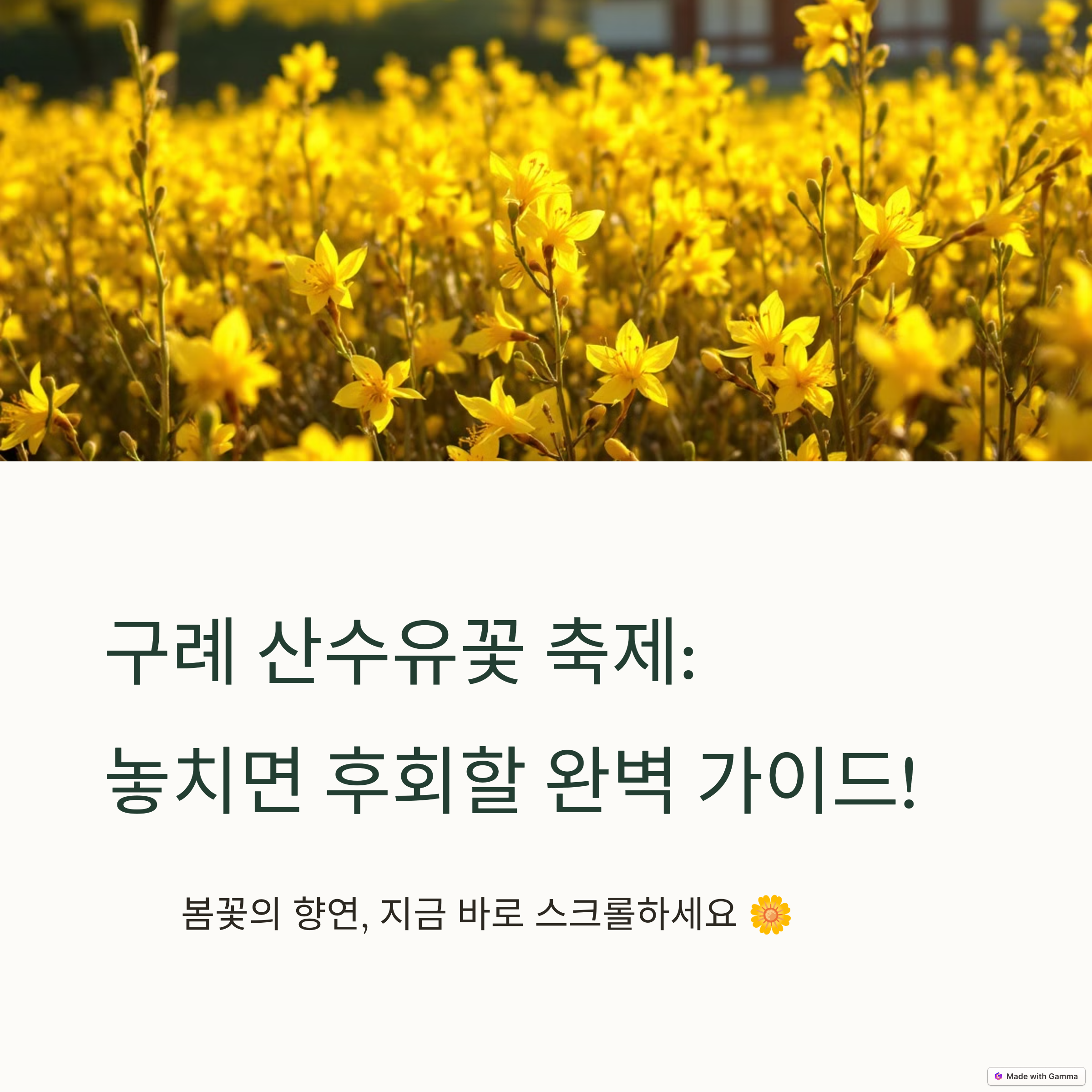 봄 꽃 축제 구례 산수유꽃 축제