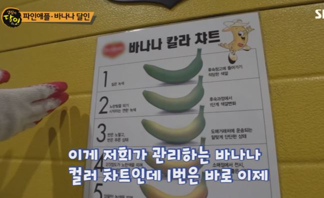 바나나 달인
