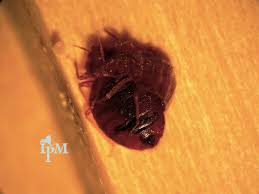 빈대 퇴치법 예방법 증상 진단 치료 정리