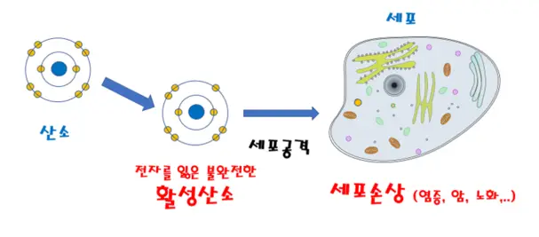 오분도미-효과-항산화