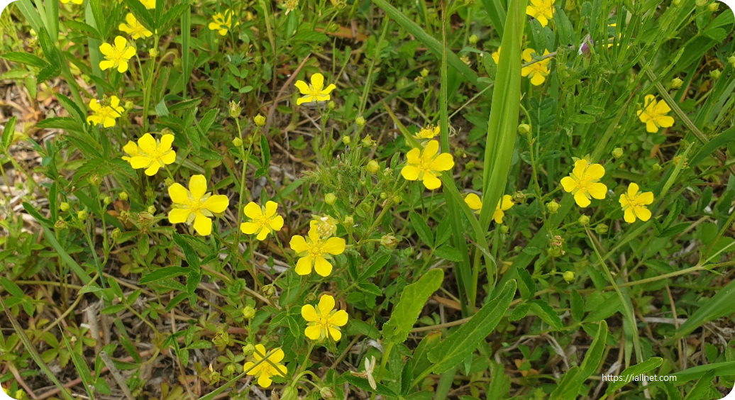 화포천습지생태공원 핀 미나리아제비 꽃