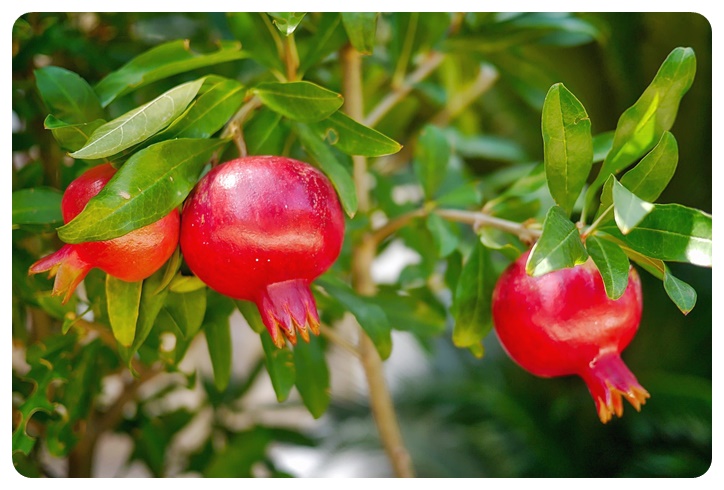 석류, 주의사항 및 섭취시기