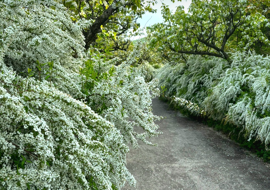 보령 무궁화수목원 조팝나무