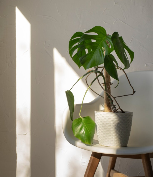 의자 위 몬스테라