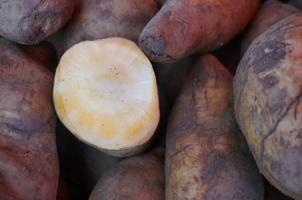 야콘 효능 10가지와 부작용 및 먹는법 및 보관법