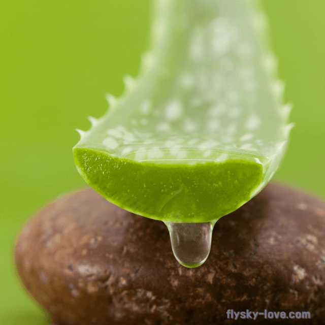 위 건강 피부 미용에 효과적인 알로에