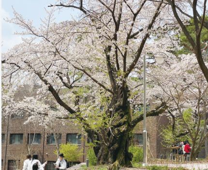 청주 벚꽃 명소