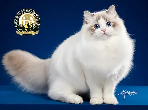 랙돌 고양이 유전병_3