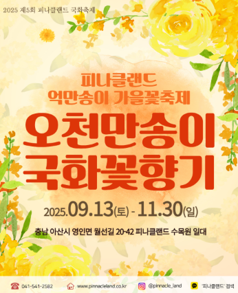 피나클랜드 오천만송이 국화꽃향기