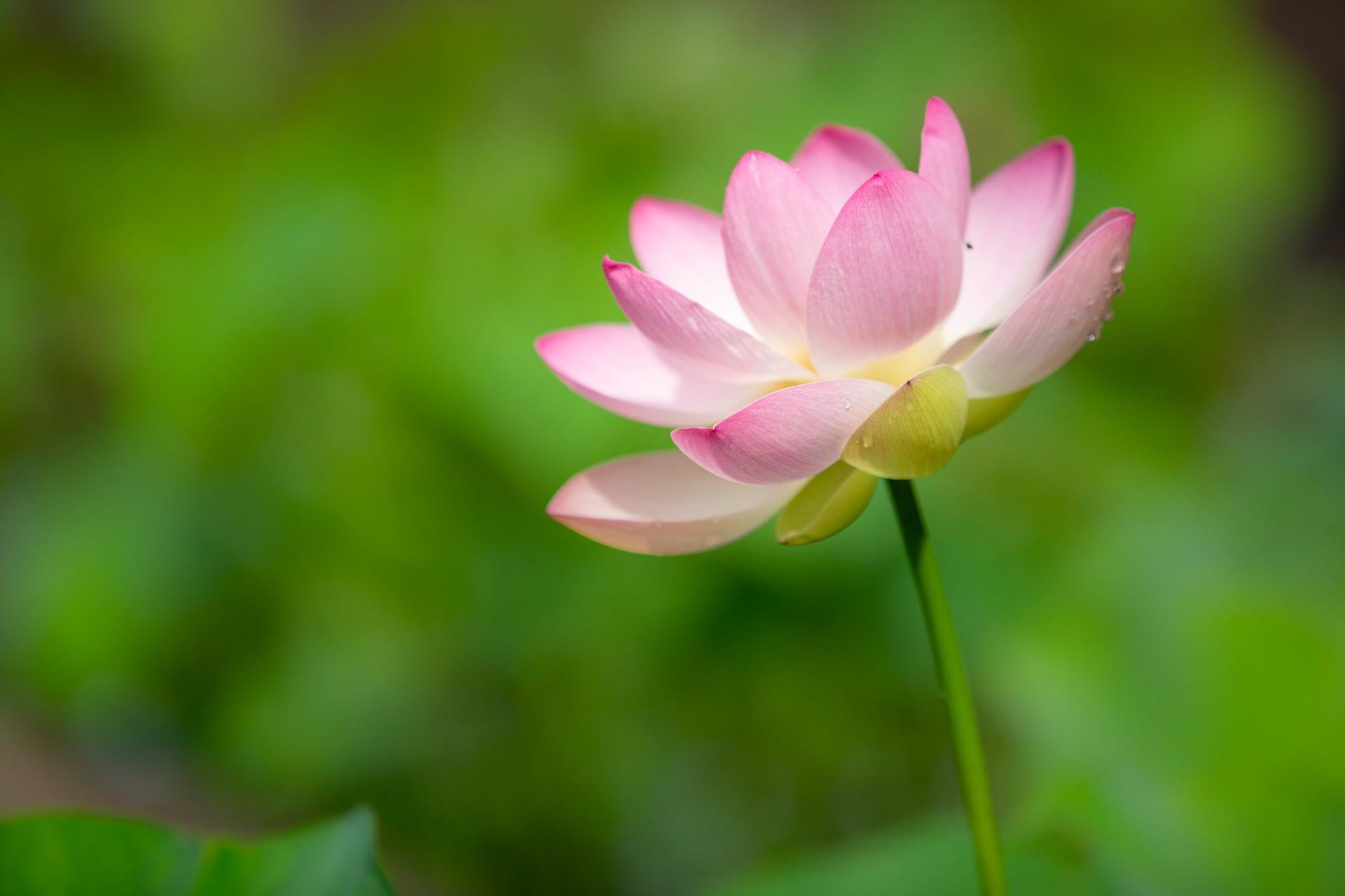 한림공원 연꽃축제