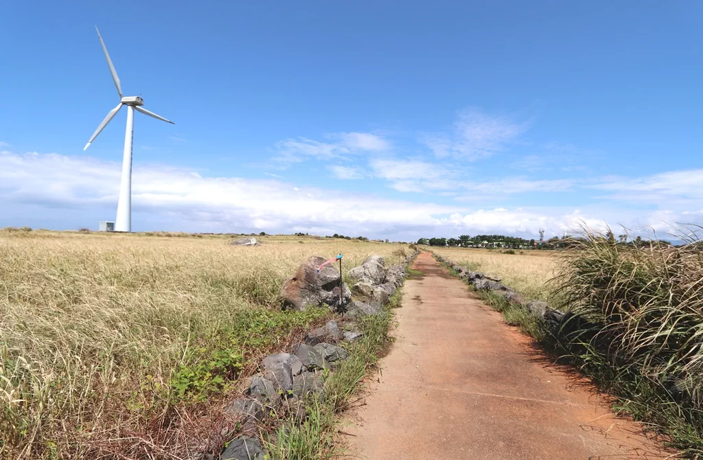 제주 올레길 10-1코스(가파도)의 상징인 초록빛 청보리밭과 멀리 보이는 바다 전경. 초보자가 걷기 좋은 평탄한 코스의 모습.