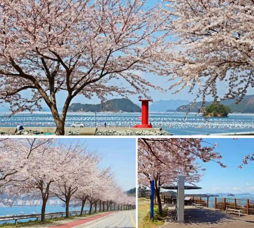 평인 노을길 벚나무 사진