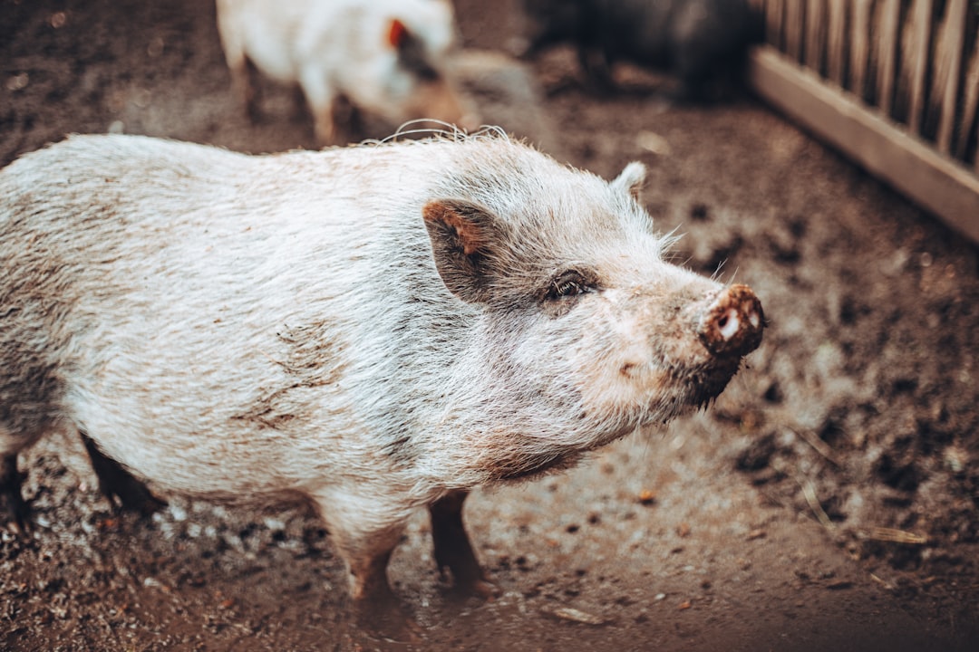 Pig.